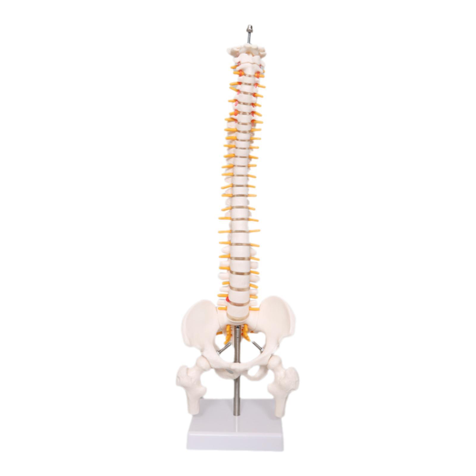 Spine Model Education Tool Lea - Medical Lab Study recension och pris