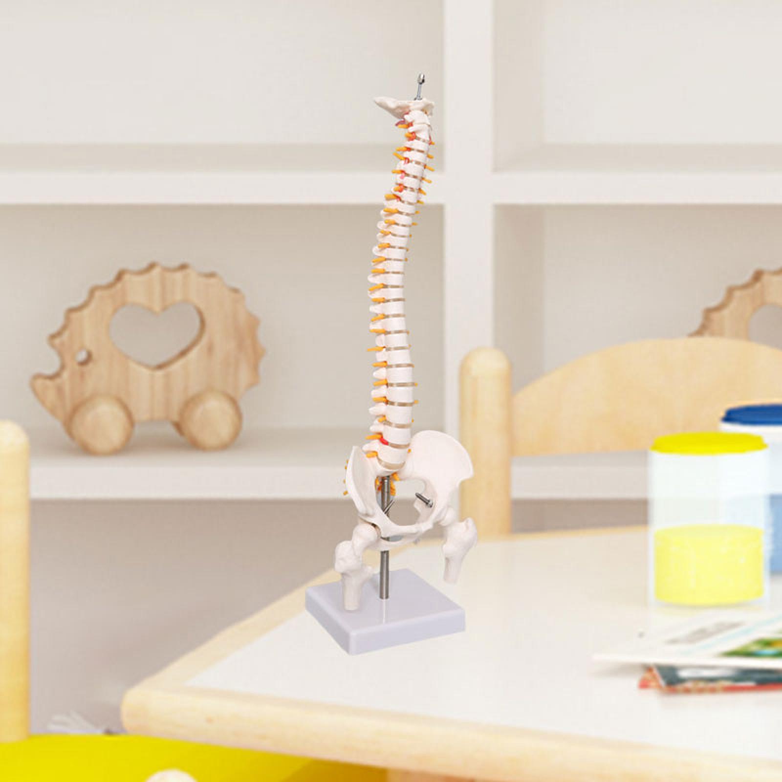 Spine Model Education Tool Lea - Medical Lab Study recension och pris