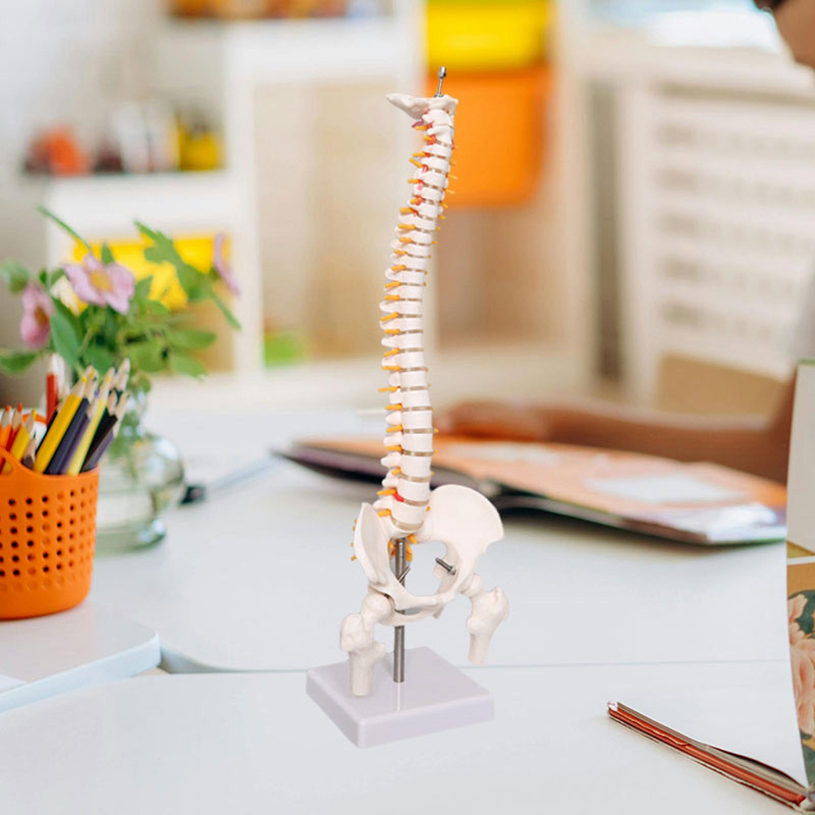 Spine Model Education Tool Lea - Medical Lab Study recension och pris