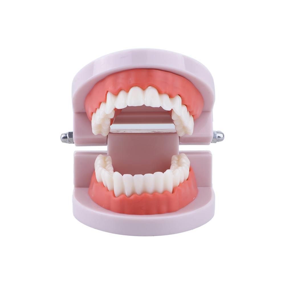 Lab Adult Study Typodont Demon - Medical Lab Study recension och pris