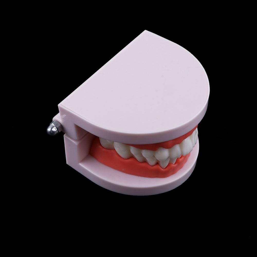 Lab Adult Study Typodont Demon - Medical Lab Study recension och pris