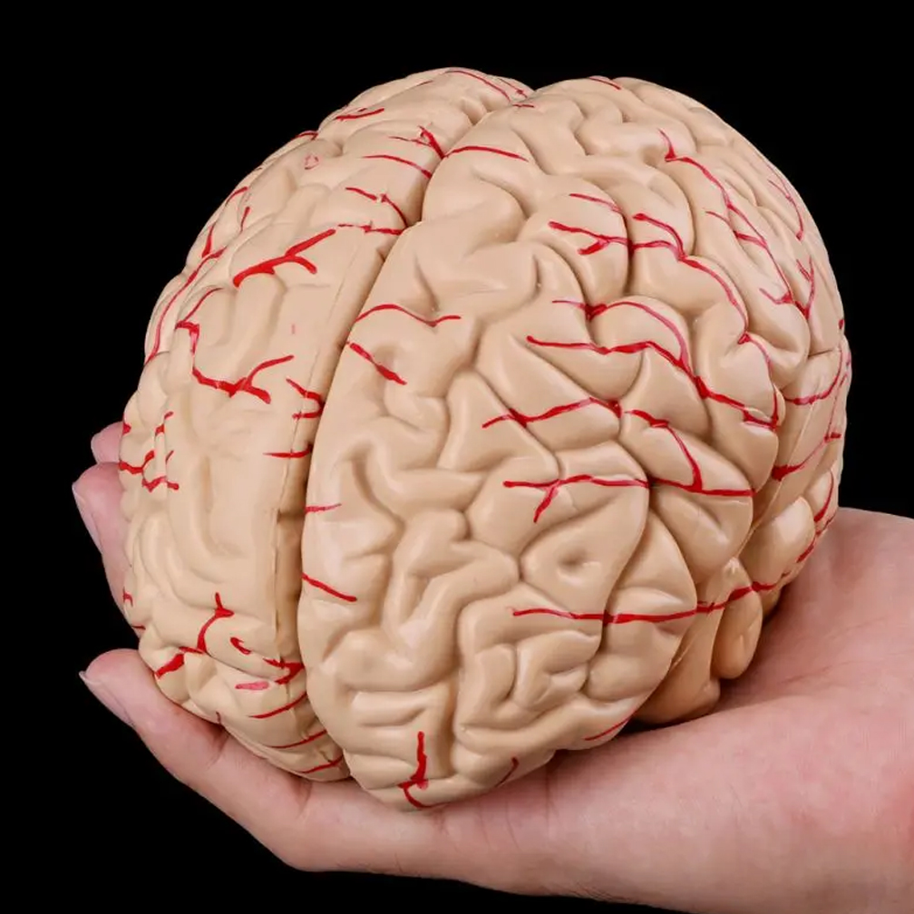 Man Woman Brain Model Life Siz - Medical Lab Study recension och pris