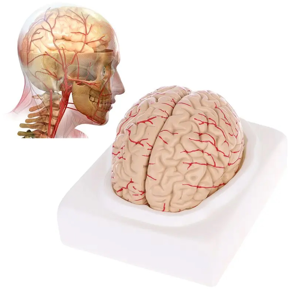 Man Woman Brain Model Life Siz - Medical Lab Study recension och pris