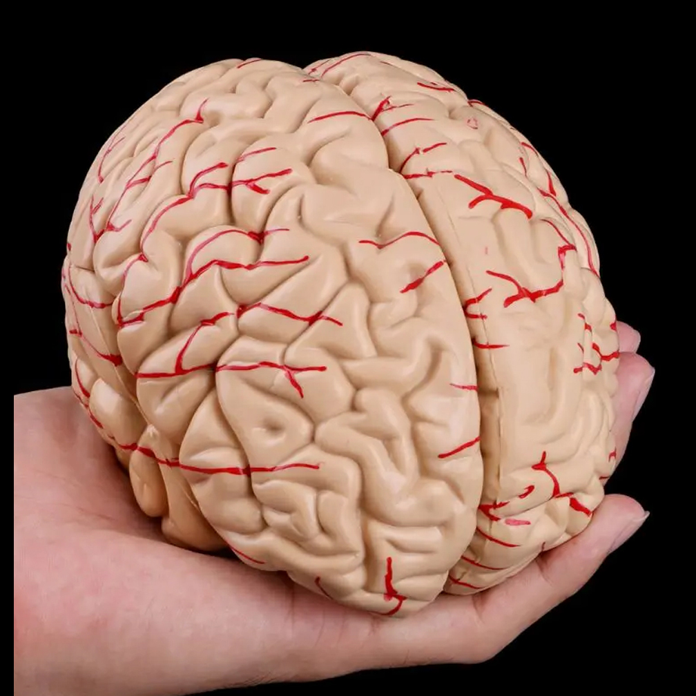 Human Life Size Brain Anatomy  - Medical Lab Study recension och pris