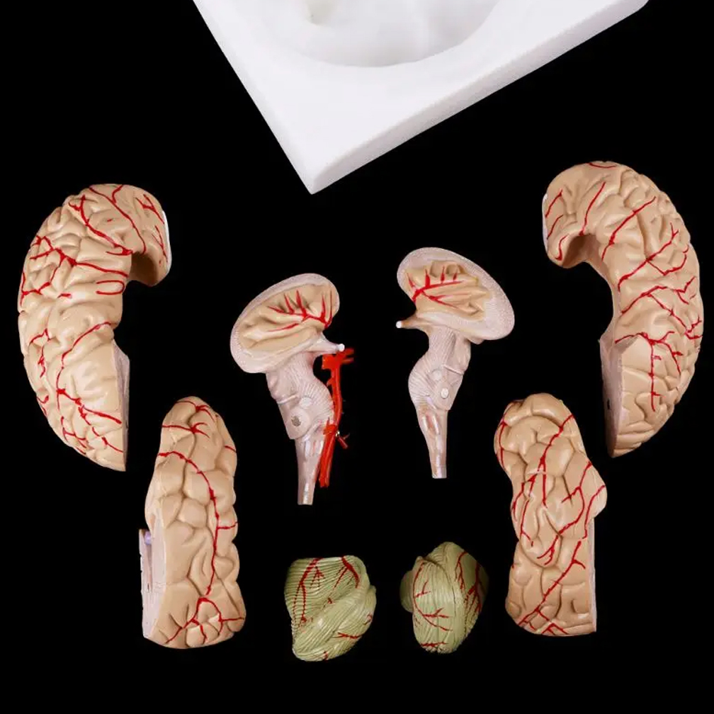 Human Life Size Brain Anatomy  - Medical Lab Study recension och pris