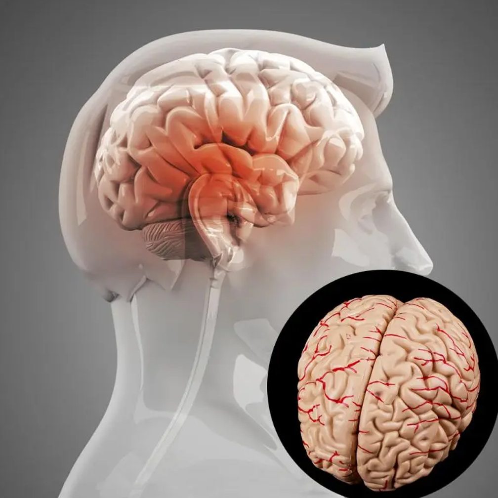 Human Life Size Brain Anatomy  - Medical Lab Study recension och pris