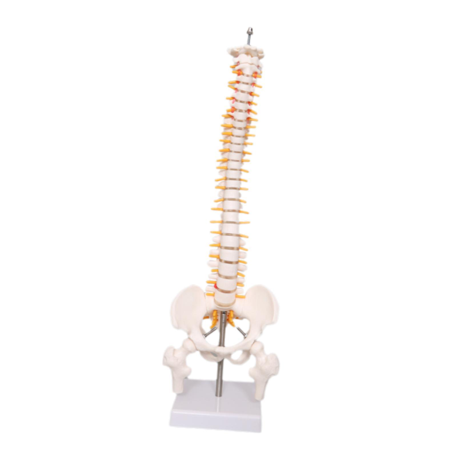 Human Spine Model 17.7inch for - Medical Lab Study recension och pris