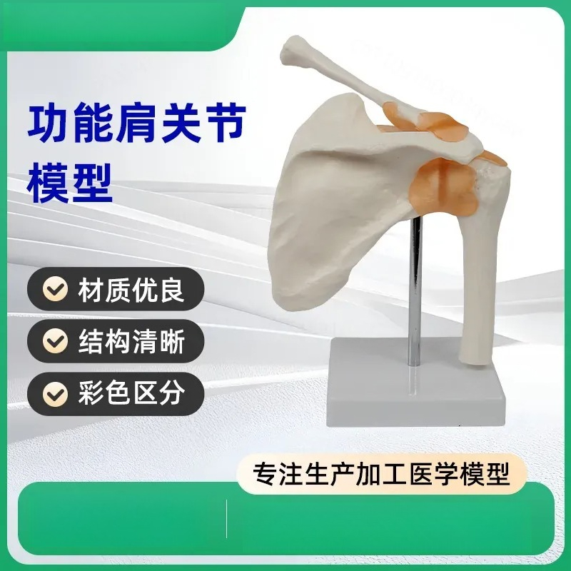 Functional Shoulder Joint Mode - Medical Lab Study recension och pris