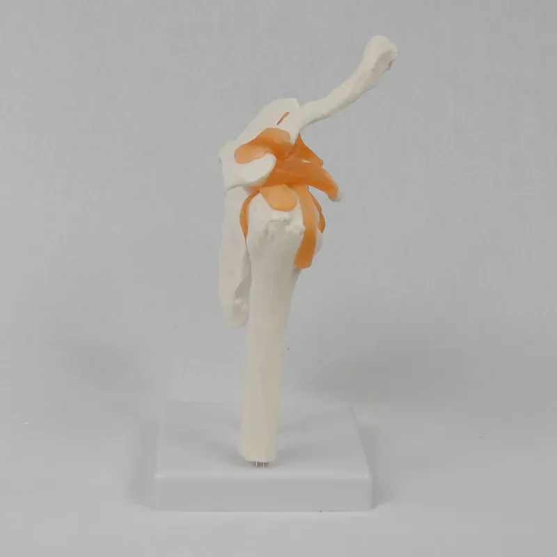 Functional Shoulder Joint Mode - Medical Lab Study recension och pris