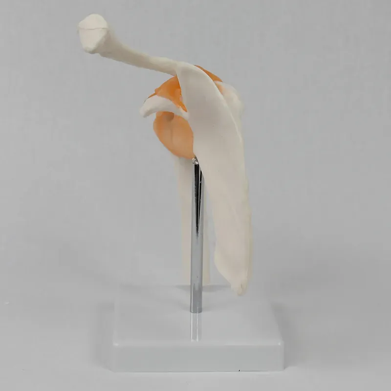 Functional Shoulder Joint Mode - Medical Lab Study recension och pris