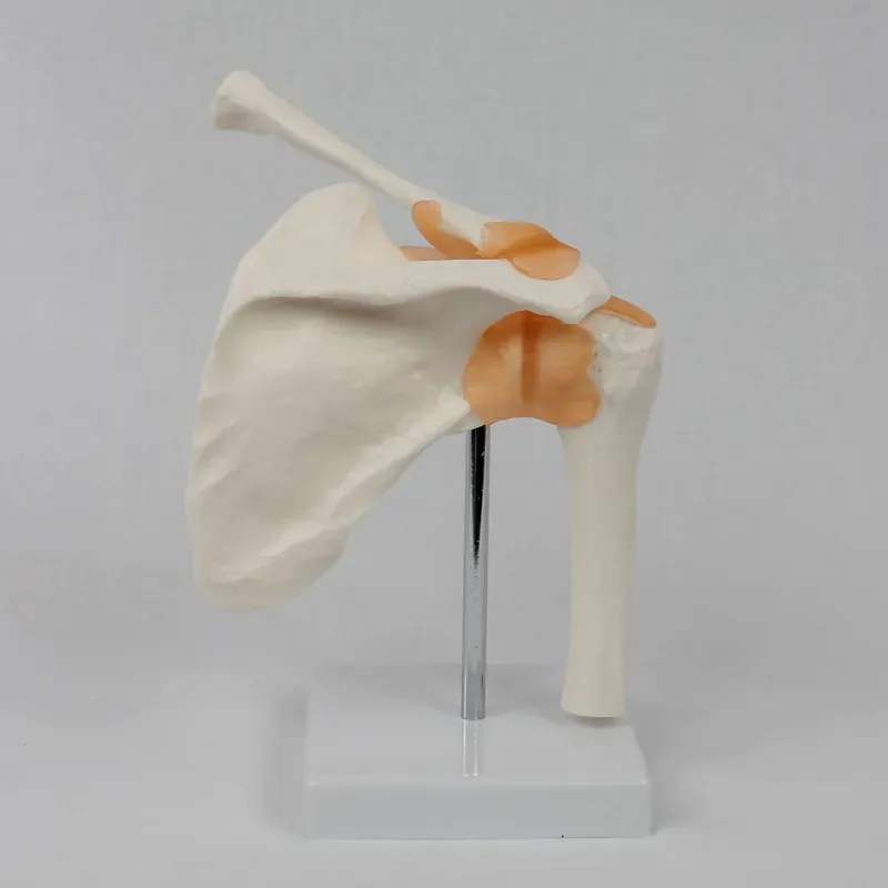 Functional Shoulder Joint Mode - Medical Lab Study recension och pris