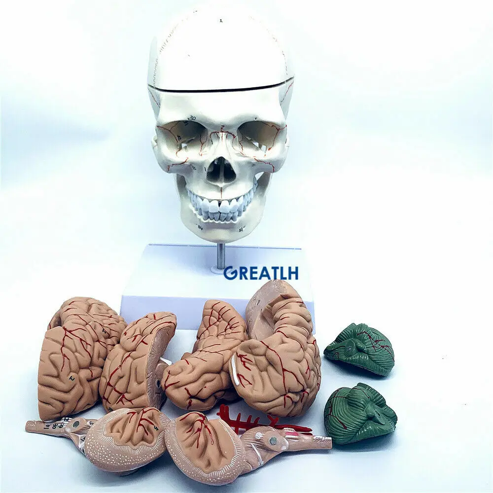 GREATLH Brain Anatomical Model - Medical Lab Study recension och pris