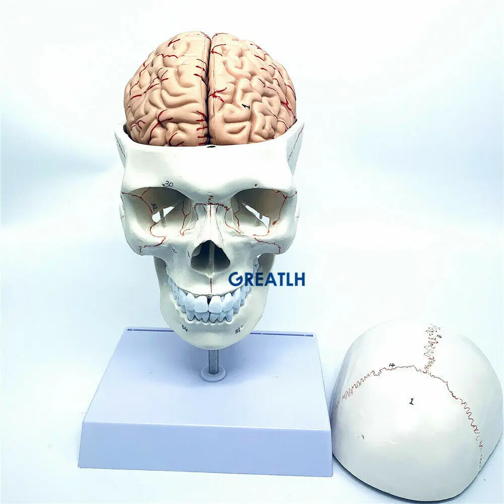 GREATLH Brain Anatomical Model - Medical Lab Study recension och pris