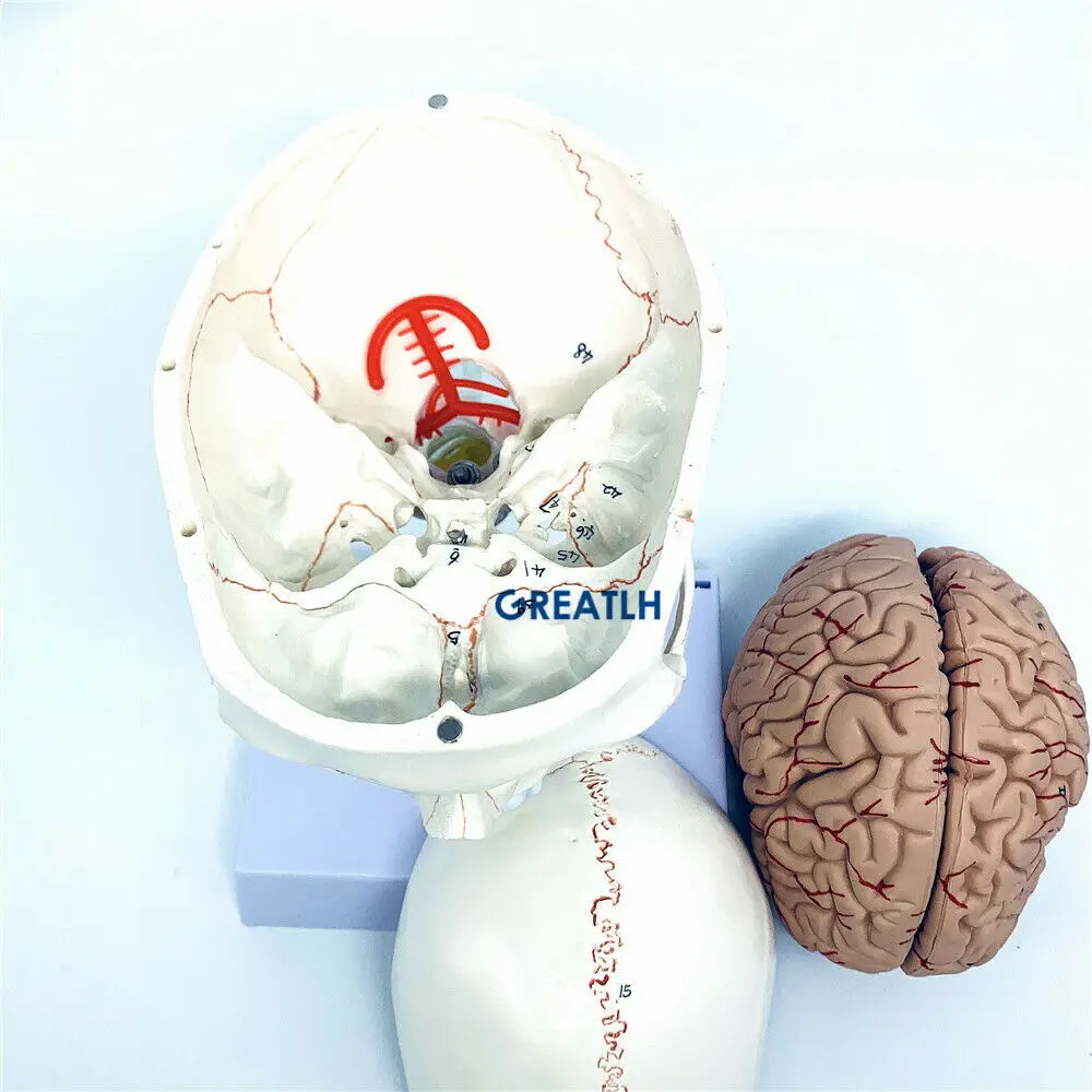GREATLH Brain Anatomical Model - Medical Lab Study recension och pris