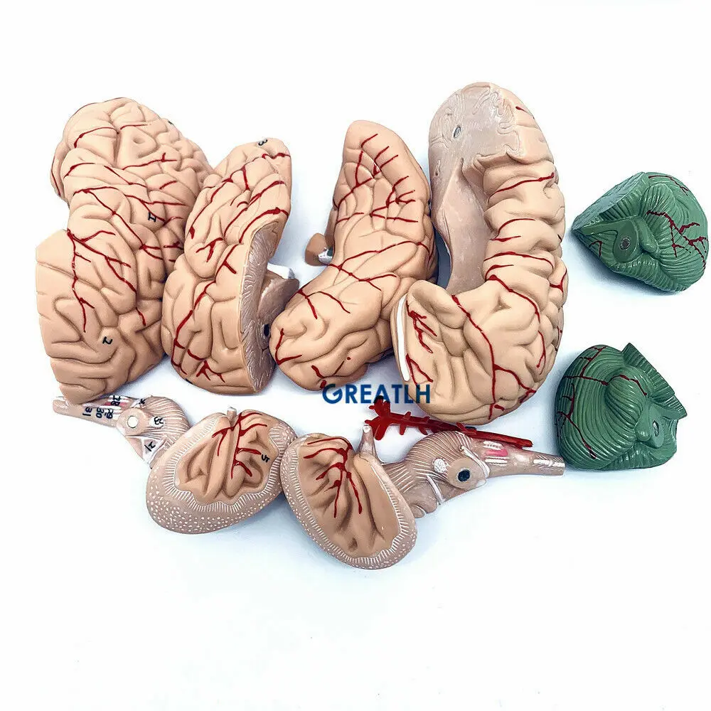 GREATLH Brain Anatomical Model - Medical Lab Study recension och pris