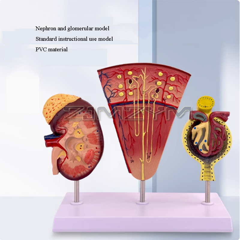 Kidney Model Structure Glomeru - Medical Lab Study recension och pris