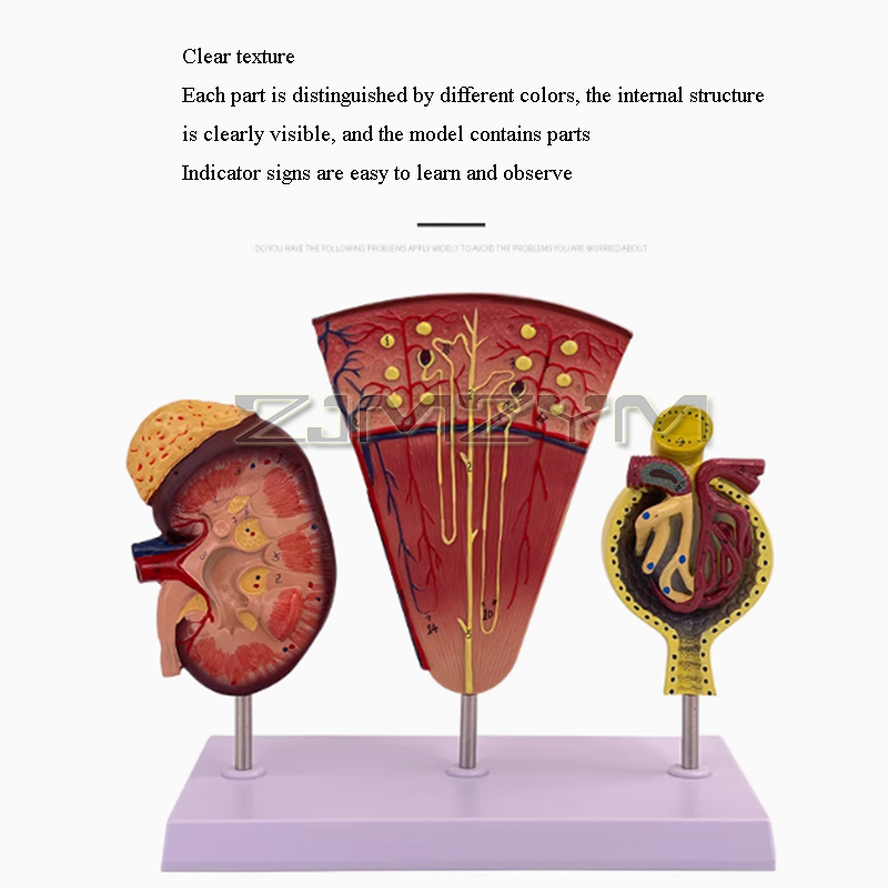 Kidney Model Structure Glomeru - Medical Lab Study recension och pris