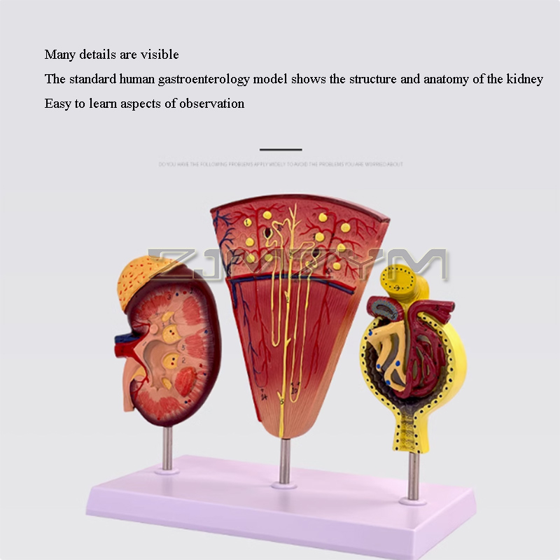 Kidney Model Structure Glomeru - Medical Lab Study recension och pris