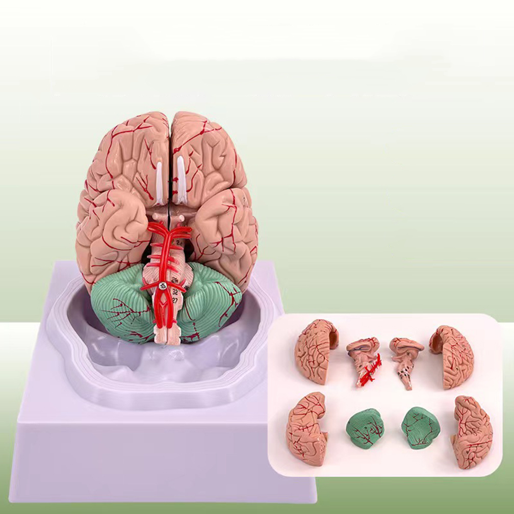 Human Life Size People Brain F - Medical Lab Study recension och pris