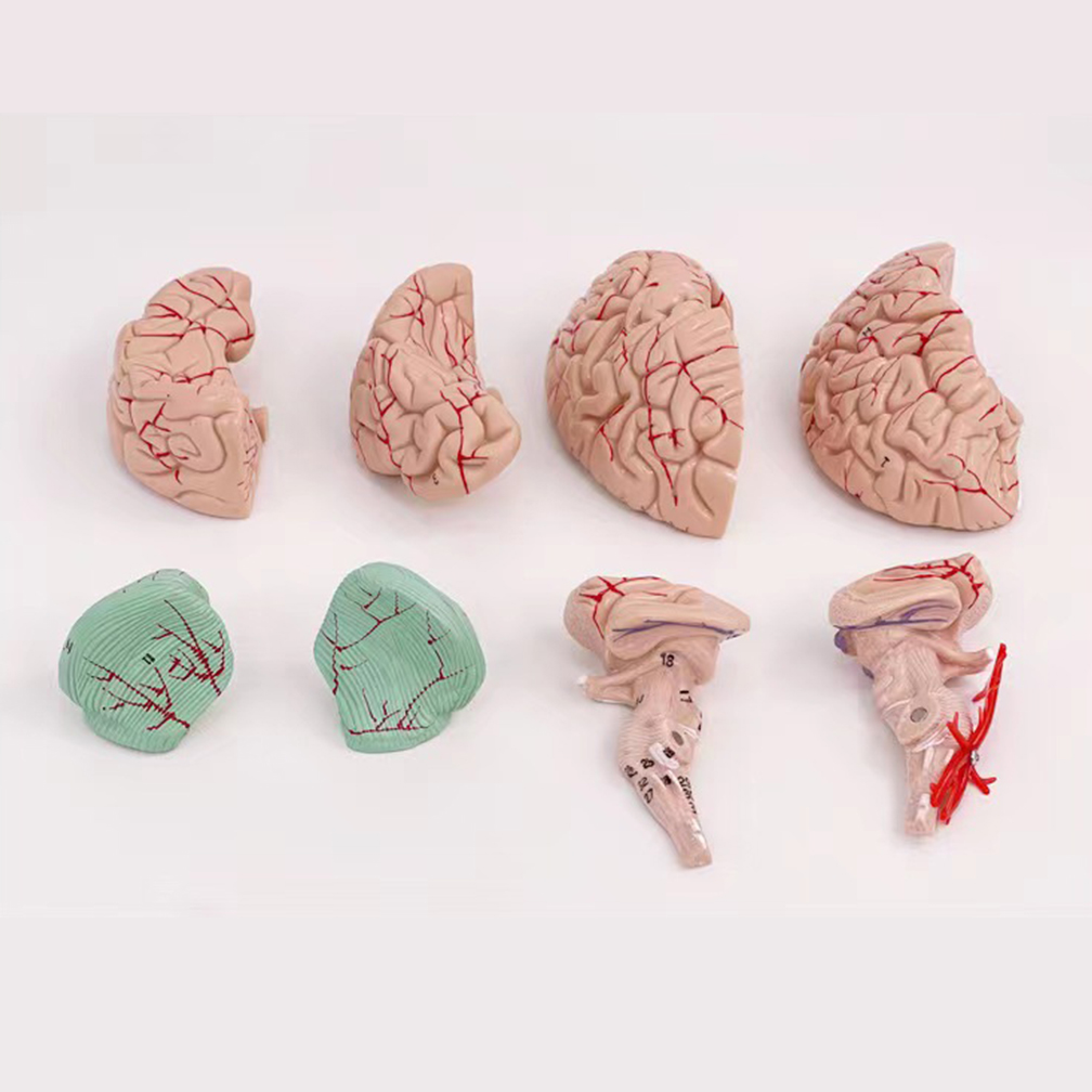 Human Life Size People Brain F - Medical Lab Study recension och pris