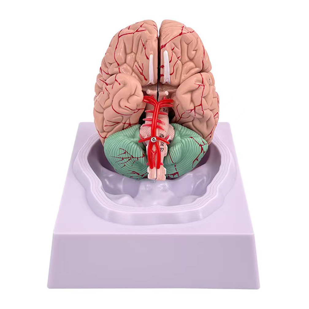 Human Life Size People Brain F - Medical Lab Study recension och pris