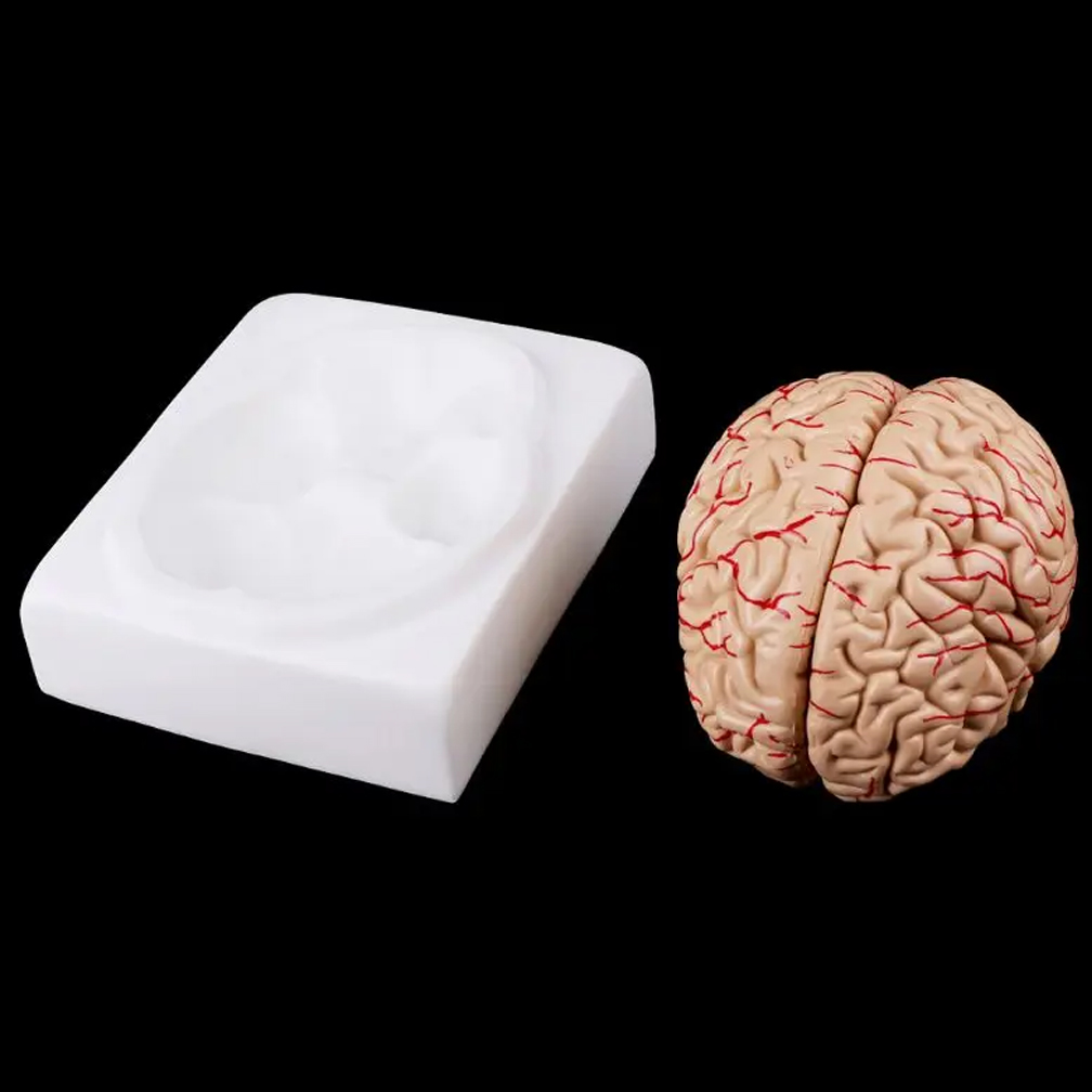 Human Life Size People Brain F - Medical Lab Study recension och pris